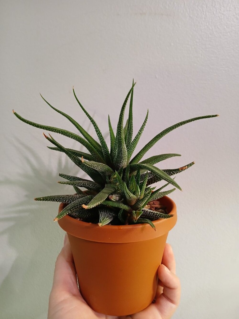 Haworthia Cactus